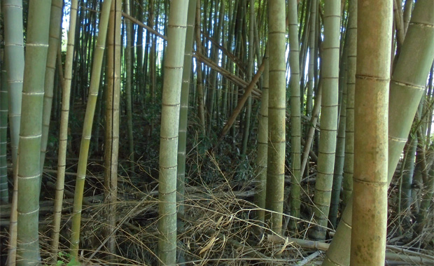 太い竹がうっそうと生い茂った竹林のようす